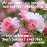 abe-lincoln-rose-bushes