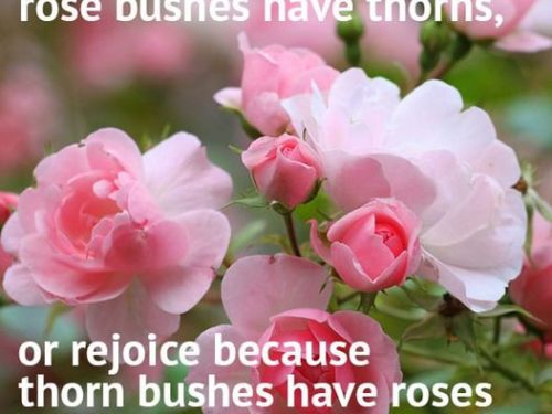 Abe Lincoln rose bushes
