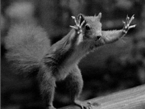 Nobody move! I dropped my nuts!
