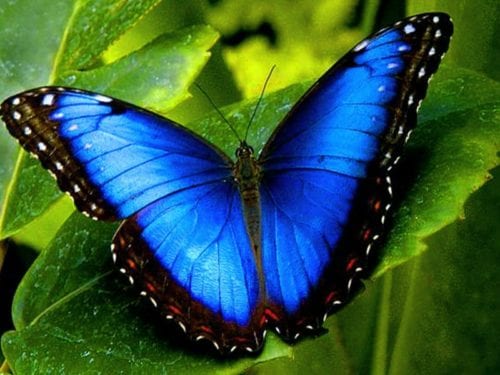 Blue Butterfly 2