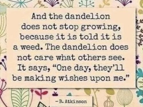 the dandylion
