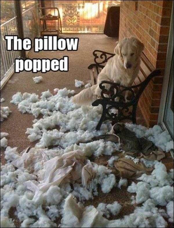 the-pillow-popped